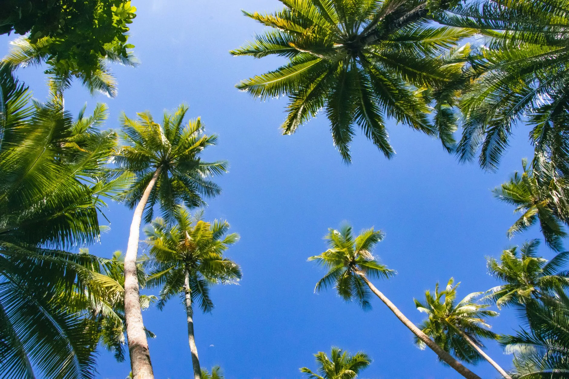 L'eau de coco et les jus tropicaux