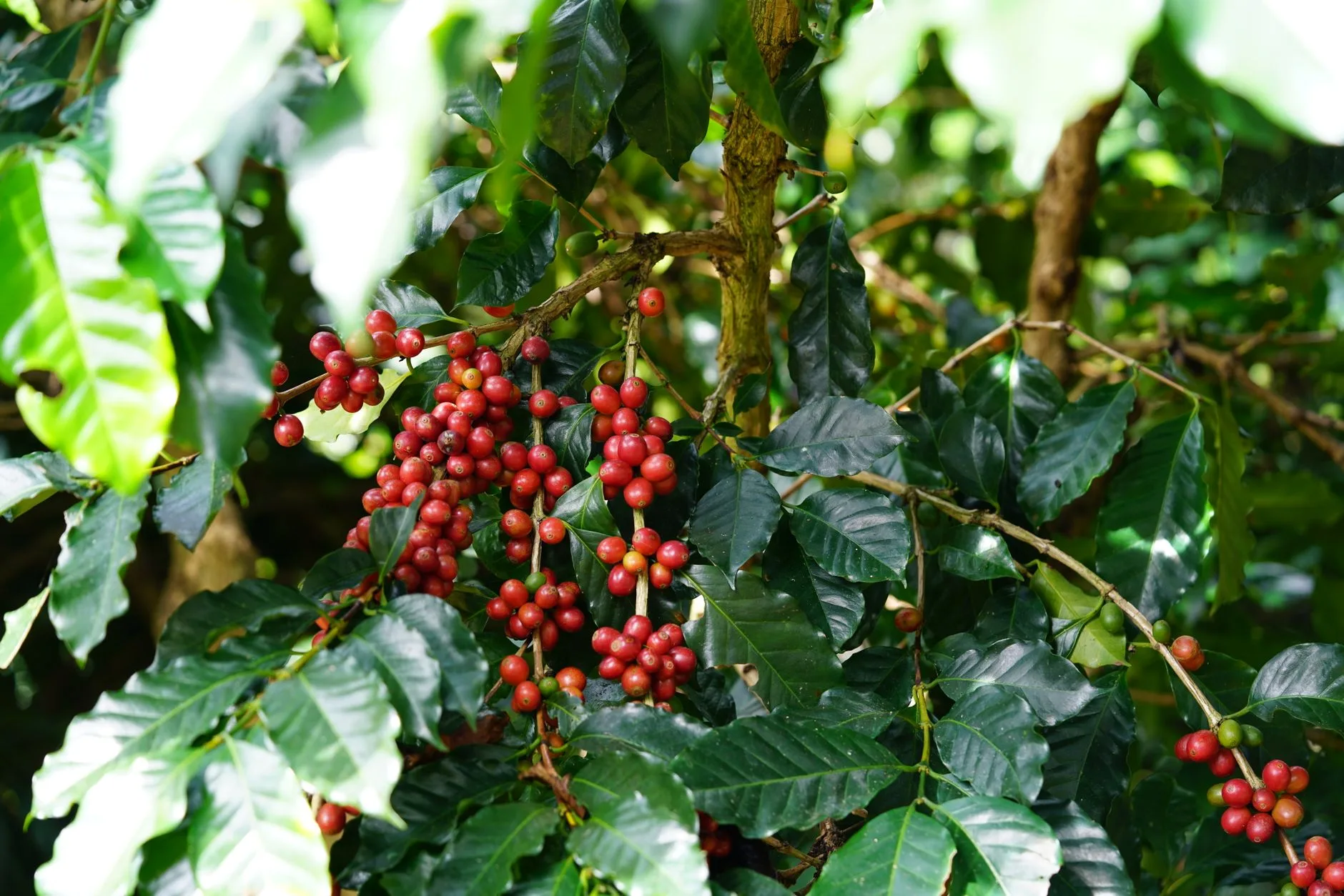 Le café des Highlands : un trésor méconnu