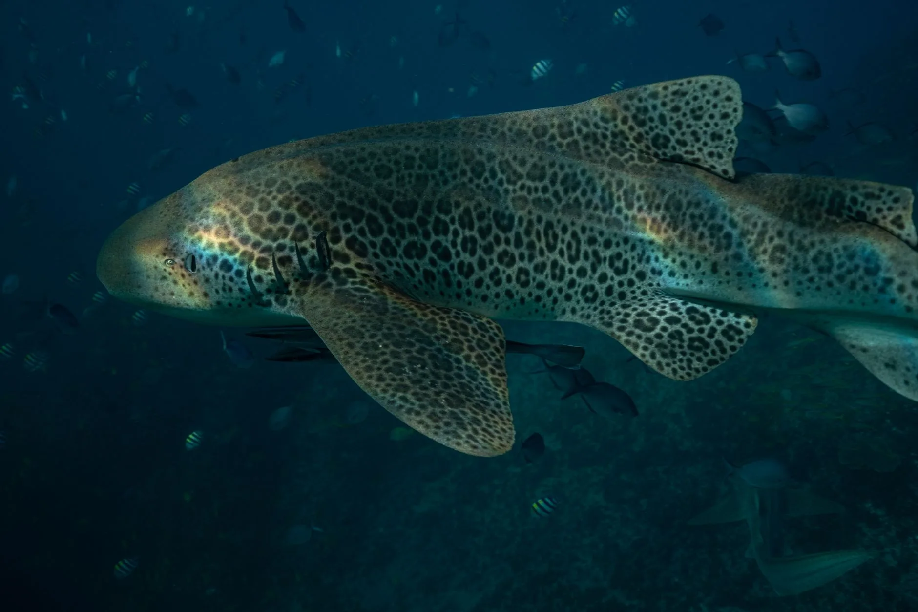 Kavieng et la Nouvelle-Irlande : requins et îles perdues
